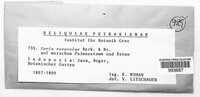 Poria ravenalae image